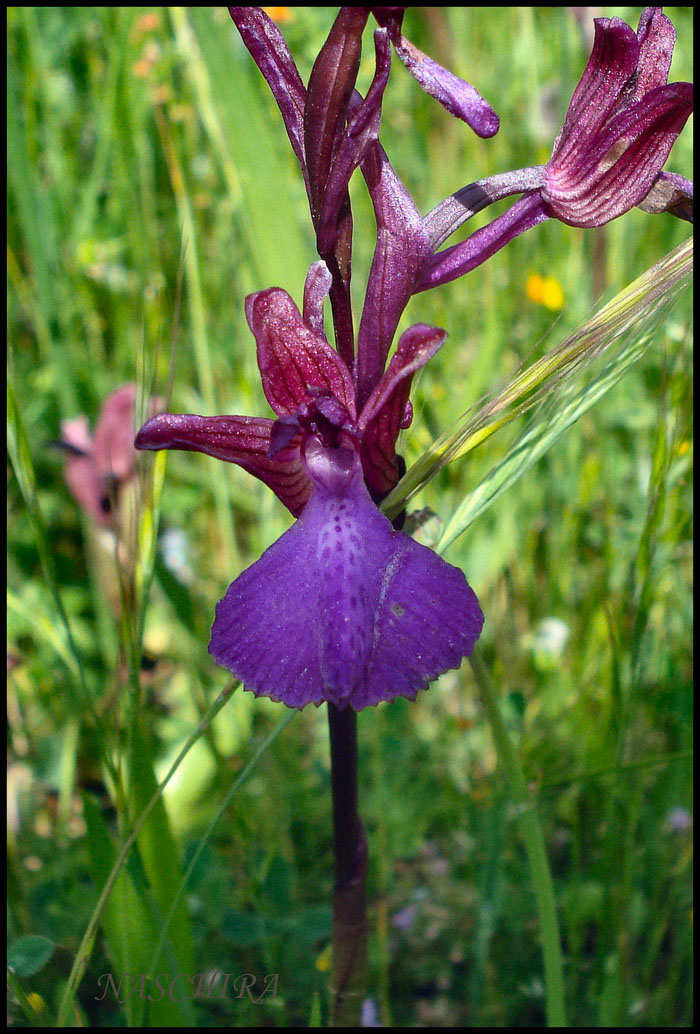 Quale orchidea?